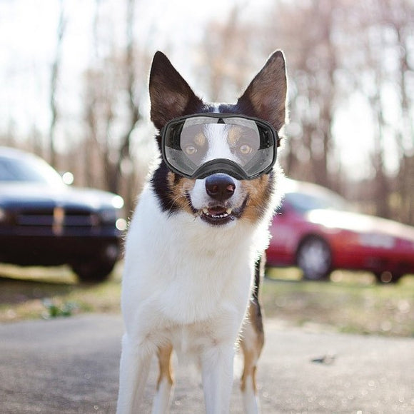 Pet Glasses for Large Dogs – Full-coverage Eye Protection, Windproof, Rain & Snow Resistant
