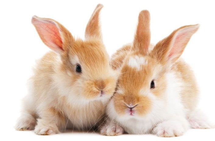 Rabbit Grass Nest – Sociable Weaver Nest