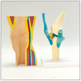 Human Knee Joint Ligament Muscle Foreskin Demonstration Model, Skeletal Movement Display