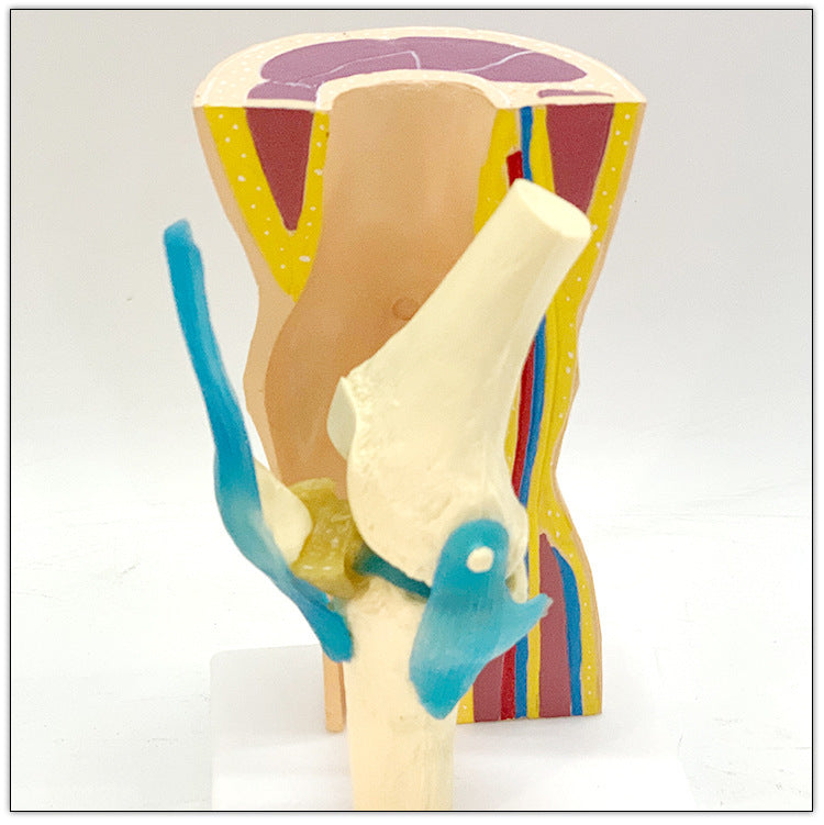 Human Knee Joint Ligament Muscle Foreskin Demonstration Model, Skeleta ...