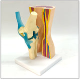 Human Knee Joint Ligament Muscle Foreskin Demonstration Model, Skeletal Movement Display