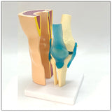 Human Knee Joint Ligament Muscle Foreskin Demonstration Model, Skeletal Movement Display