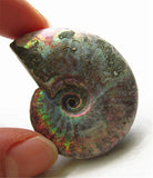 Specimen of Natural Marine Biological Minerals