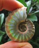 Specimen of Natural Marine Biological Minerals