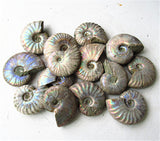 Specimen of Natural Marine Biological Minerals