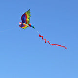 Large Size 3D Parrot Kite, Trendy Designs